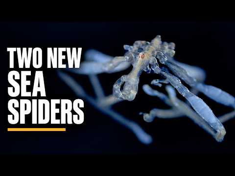 Scientists Just Discovered Two Strange Sea Spiders