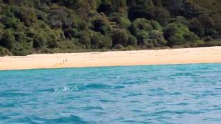 Orca Sighting in Abel Tasman National Park, New Zealand