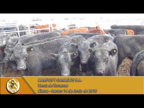 14-06-18 Venta de Terneros - Campos y Ganados S.A. - Claraz.