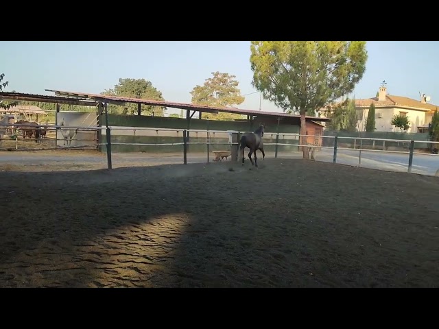 Hongre PRE Pure Race Espagnole A vendre 2022 Gris par INDEXADO