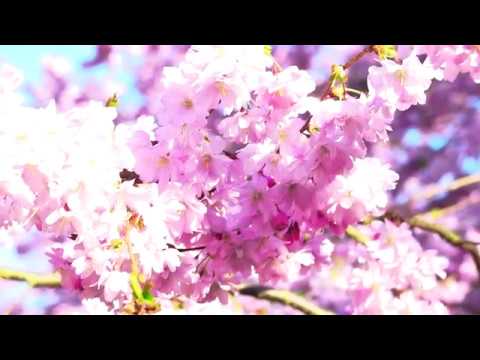 Cherry Blossom at the cemetery