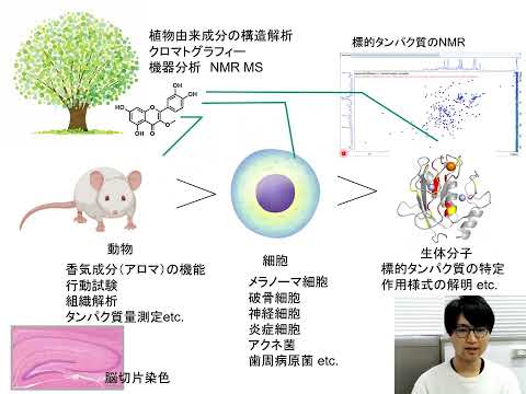 植物由来活性成分の探索と作用機構の解明