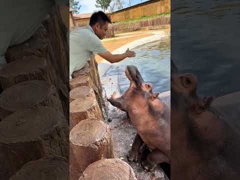 This Man’s Watermelons Made Two Hippos Smile wood working art_hand crafts_#shorts