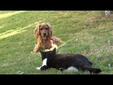 Guardian cats say "You Shall Not Pass, Dog!"