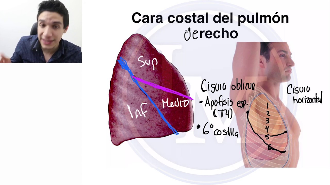 Anatomía | Sistema Respiratorio | Pulmón y Traquea