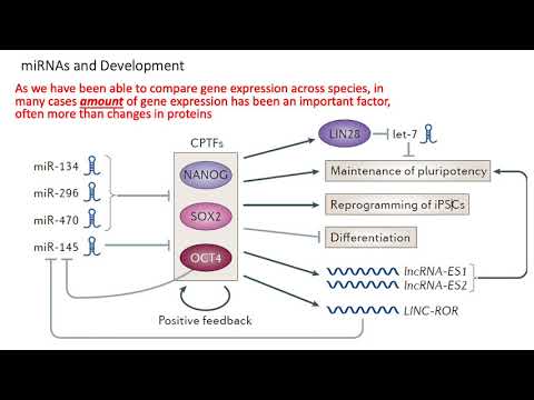 MCB 182 Lecture 9.6 - ncRNA (miRNA, lncRNA, eRNA)