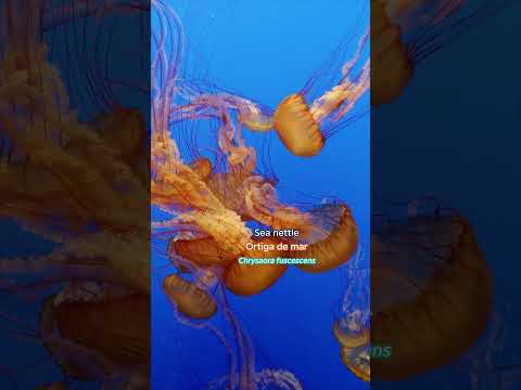 🪼Happy World Jellyfish Day! #shorts