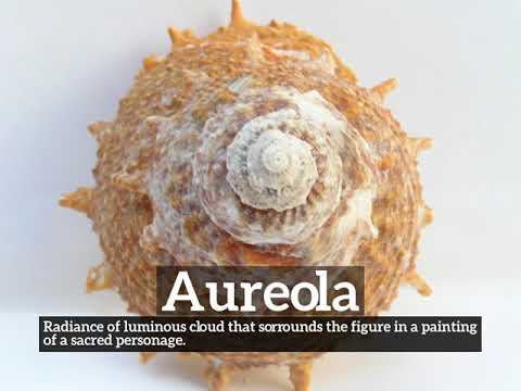 What is Aureola? | How Does Aureola Look? | How to Say Aureola in English?