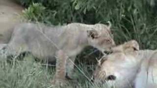 preview picture of video 'Savanna Lion Cubs'