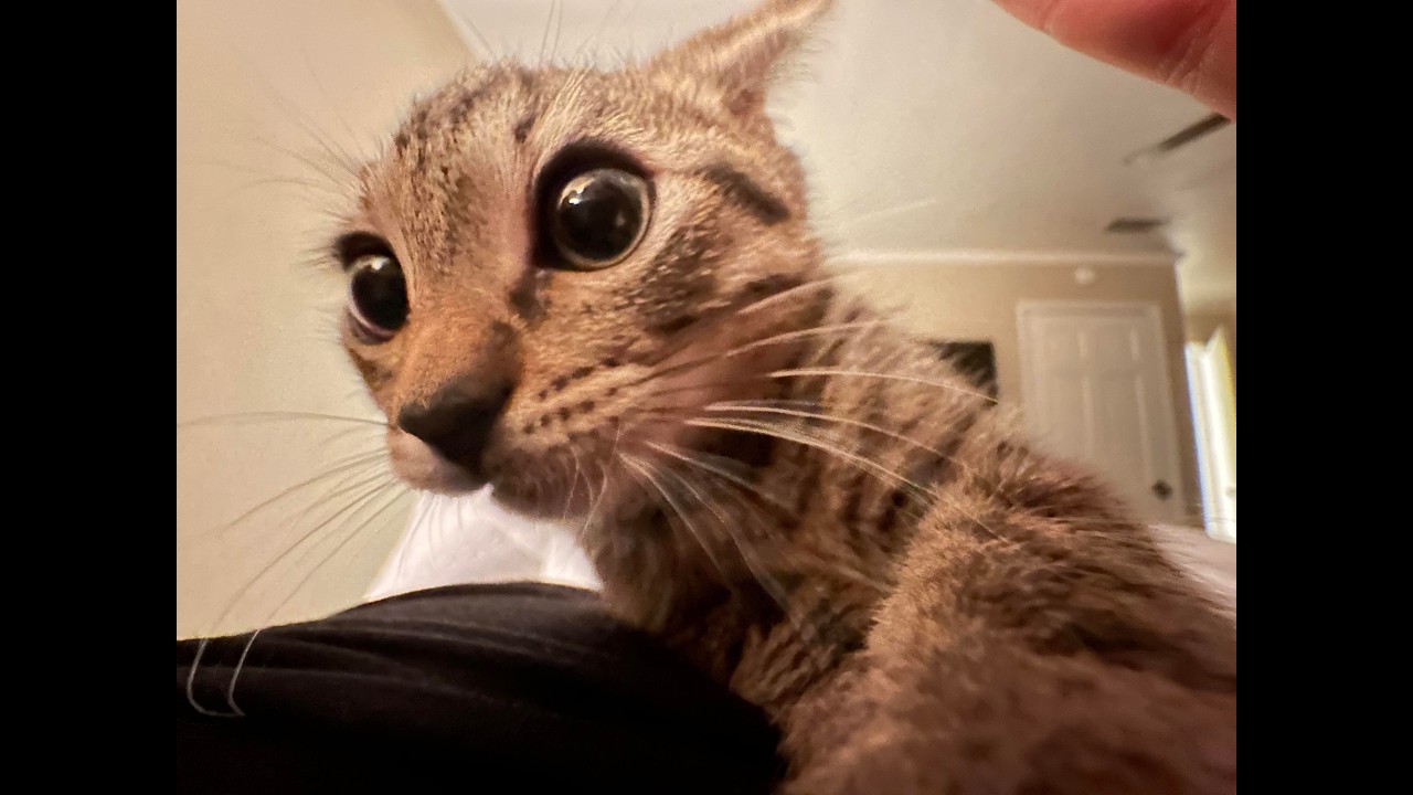 a silly playlist of silly playlists for terminally silly individuals