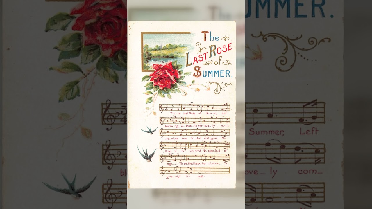 German Publisher, Divided Back Postcard, 'The Last Rose of Summer', Early 1900s Video