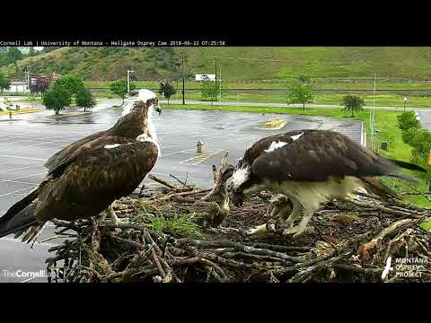 Louis Swoops In With An Early Morning Fish – June 22, 2018