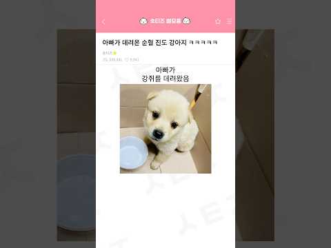 아빠가 데려온 순혈 진도 강아지 ㅋㅋㅋㅋㅋ