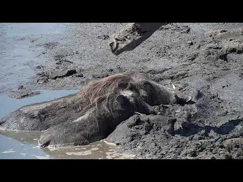 Djuma: Warthogs, Impalas and Hippos - 13:49 - 10/21/19
