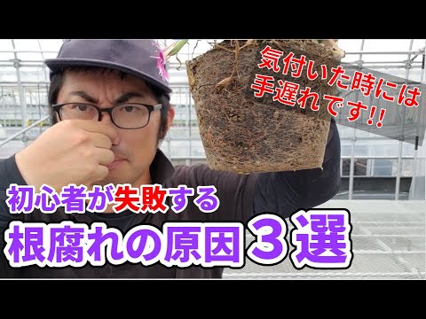 マングローブ林のマングローブ木の気根系