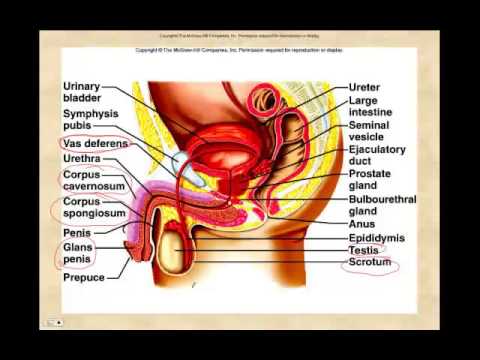 Reproductive Lecture Pt I