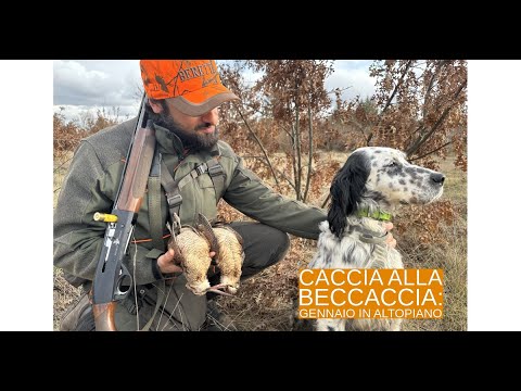 caccia-alle-beccacce: Caccia alla beccaccia: gennaio in altopiano