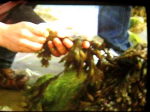 Video thumbnail — Irish Coast Shore Exploration and Education