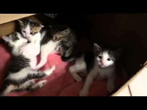 Boundless of Meaw 💕💞💚💜💕💙💛