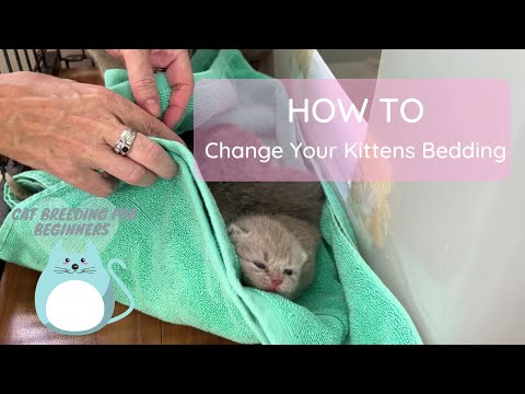 Watch me Change my Kittens Bedding - Cat Breeding For Beginners, Cattery Advice for Breeders