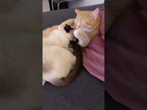 #shorts 🧡🤍🤎 #catsnavu #cats #fyp #catsoftiktok #katzen #SpreadLove