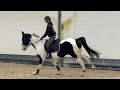 Magnifique jument de 6 ans +- 1m68