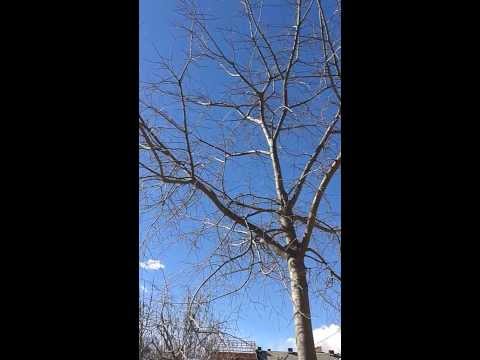 Verdecillo 2014.02.26