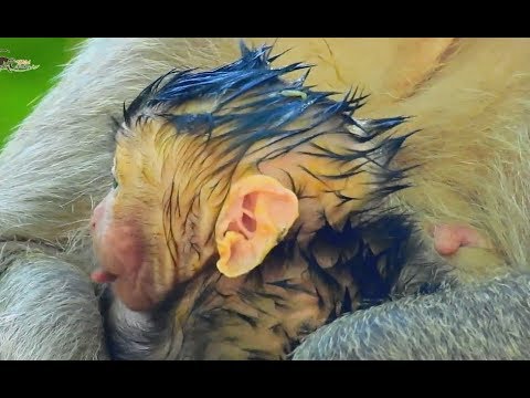 Newborn baby monkey Just Born today, Baby so small and pink face, Jill young mom very Care.