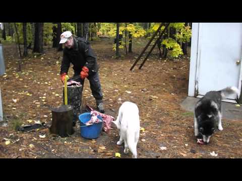 download lagu mp3 mp4 Raw Venison Dog Food Recipe, download lagu Raw Venison Dog Food Recipe gratis, unduh video klip Raw Venison Dog Food Recipe