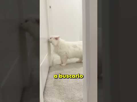 ASÍ ES VIVIR CON UNA GATITA CIEGA!! 😯