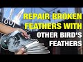 How to repair destroyed wing feathers with other bird's feathers.