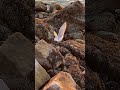 Seagull Attempts To Eat Starfish