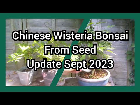 Chinese Wisteria Bonsai From Seed Update Sept 2023 1