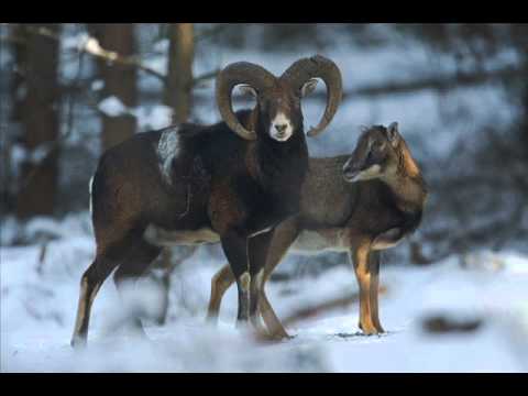 MUFLON NA ROZKŁADZIE