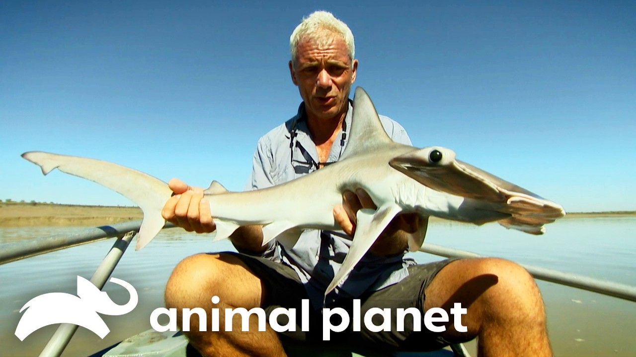 Treacherous Waters! Jeremy Catches a Hammerhead Shark! | River Monsters | Animal Planet
