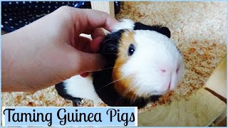 How to Tame Your Guinea Pigs | 7 Tips