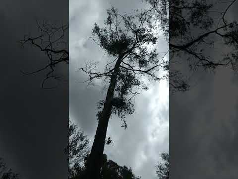PARQUE MONTEIRO LOBATO PONTA GROSSA PARANÁ BRASIL