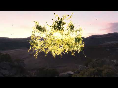 Desmond Cheese - 'Cycad Slumber' (Official Video)