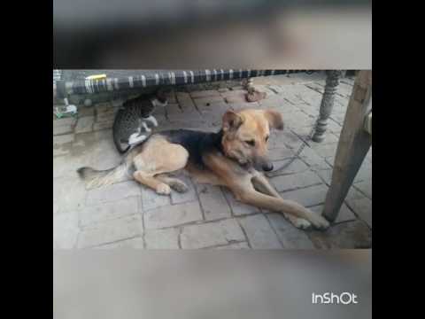 dog and cat pyar