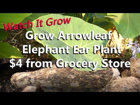 Grow $4 Arrowleaf Elephant Ear Plant | Malanga Root from Grocery Store | Xanthosoma Sagittifolium