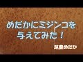 【筑豊めだか】めだかにミジンコを与えてみた！