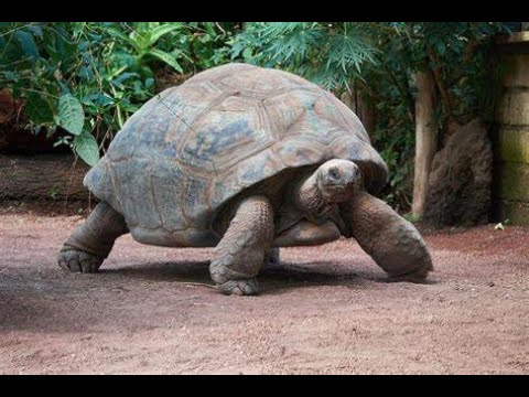 KUZENBO SOLO IS OBNOXIOUS - SMITE Conquest Gameplay