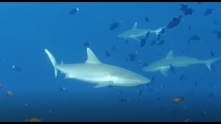 Mike Oldfield: Embers