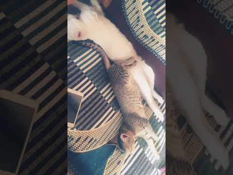 my cute little 🐱 cat