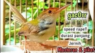 Download lagu [TEMBAKAN PRENJAK LUMUT GACOR BISA MERANGSANG BURUNG LAIN IKUT EMOSI] #prenjak #prenjaklumutgacor mp3