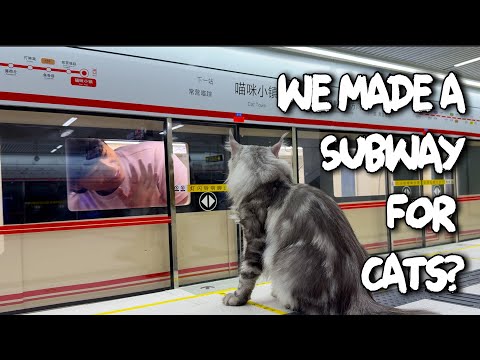 I made a Subway for My Cats!