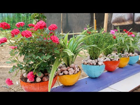 Making a beautiful waterfall garden Portulaca Moss Rose from plastic bottles for small garden