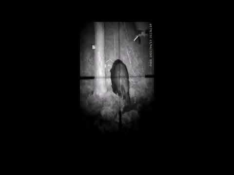 Villsvinjakt I Jörlanda, Sverige