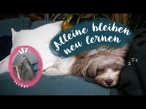 Hund beibringen, entspannt alleine zu bleiben - Unser reales Training im Alltag