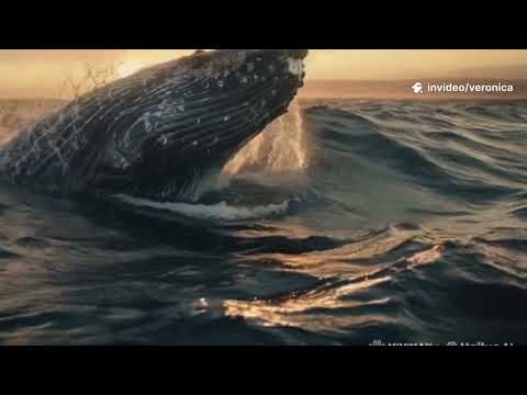 Fósiles de Ballena en San Rafael del Sur. Nicaragua.